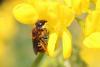 Osmia rufohirta
